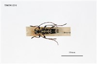 藏品(能高白緣虎天牛)的圖片